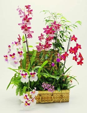 Orchids In Basket