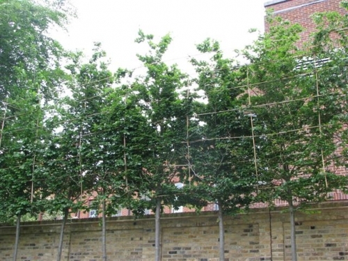8 metre high pleached screening