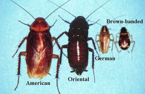 Service Call for Cockroaches