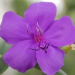 Flower Photo