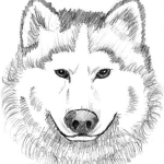 Wolf Head Sketch