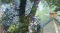 Tree surgery and hedge cutting professional advice and a prompt service. Trading for 18 years with thousands of satisfied customers find more out at http://www.touchlocal.com/3726538
