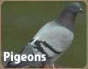 Pigeon Removal