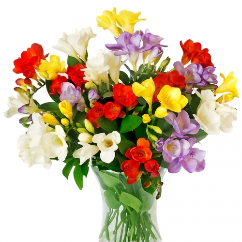 Freesia Frenzy £29.95