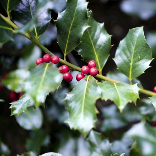 Common Holly - Ilex aquifolium