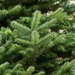 Fresh cut nordman fir