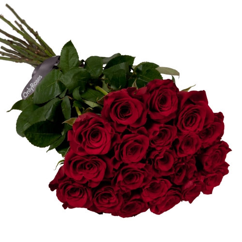 The World's Finest Roses