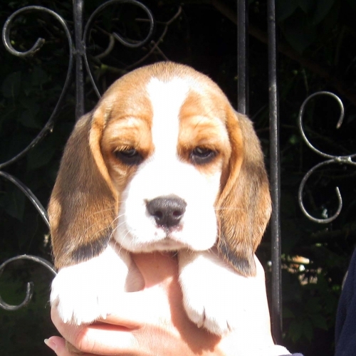 Charterwood Kennels, Boarding Kennels In Grantham