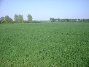 Winter wheat agronomy in Suffolk, Essex and Norfolk by Willington Crop Services