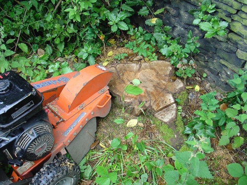 Tree Stump Before Being Ground Out