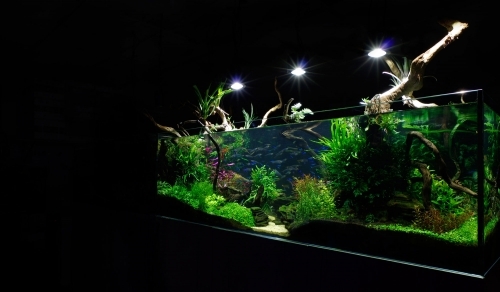 Planted Aquarium Aquatic Design Centre Installation