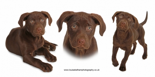 Pet Photography in Leicestershire