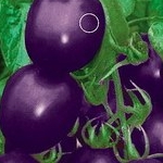 Purple Plum Tomatoes