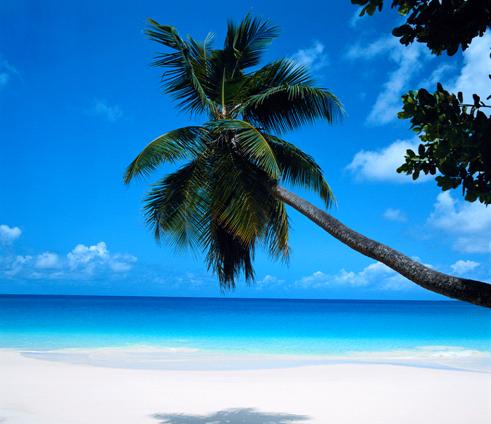 Idealic Caribbean Beach