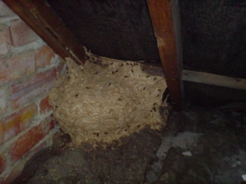 Large Wasp Nest