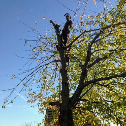 Cherry Tree Removal Kettering