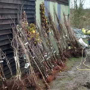 Bare Root fruit trees