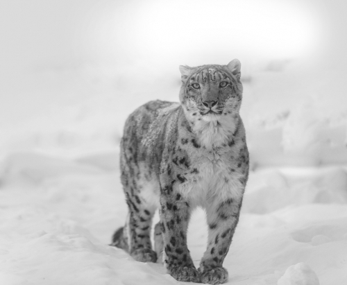 Snow Leopard