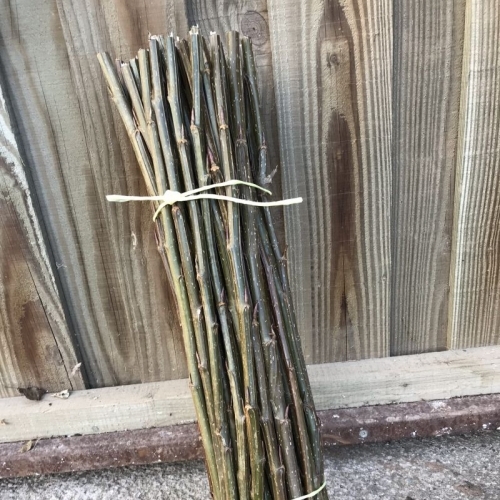 Willow and poplar cuttings